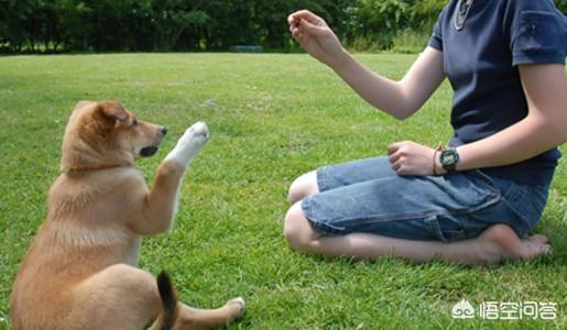 马犬训练视频:马犬多大开始训，现在两个月了，感觉很皮，注意力不集中？