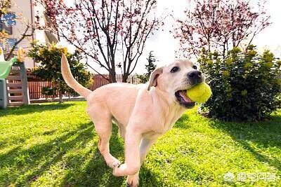 拉布拉多犬介绍图片:正宗的拉布拉多犬图片 养一只拉布拉多是一种怎样的体验？