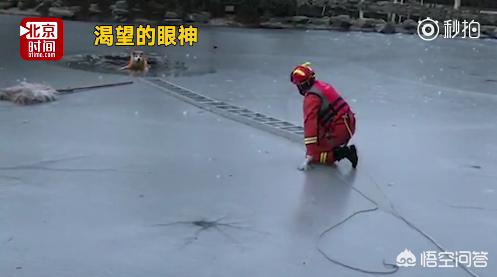 拦车救狗:“爱狗人士”是怎样从一个褒义词或中性词变成贬义词的