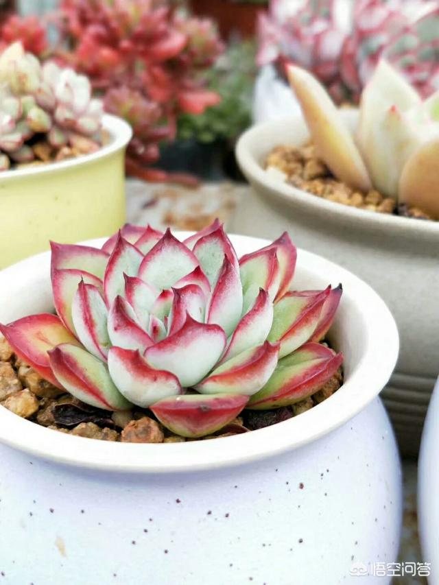 大家觉得哪种多肉植物最好看？