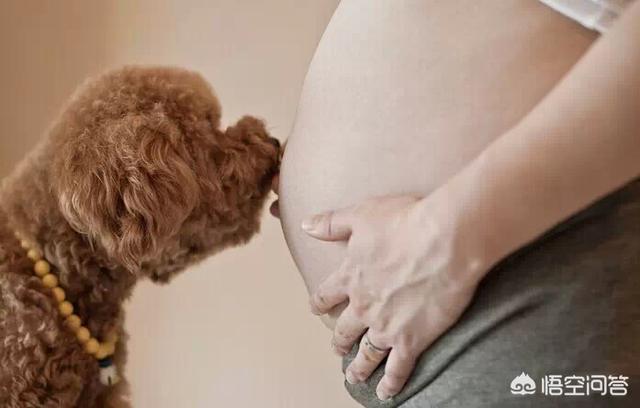 如何与宠物安全相处:宠物与宝宝该怎么去相处？ 如何与宠物相处安全教案