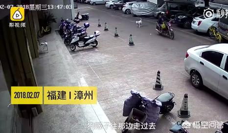 守山犬 66721:漳州一男子骑摩托当街给狗投毒，狗狗误食后抽搐死亡，你怎么看？