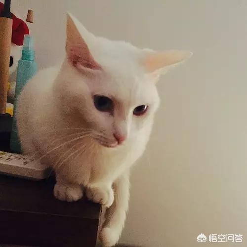 猫猫安乐死的方法:有哪些预防家里猫猫狗狗被人药死的方法？