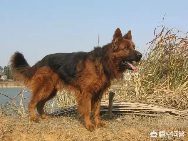 赛级弓背犬图片大全四个月:德牧的背是平的好还是弓的好？ 弓背犬6个月图片