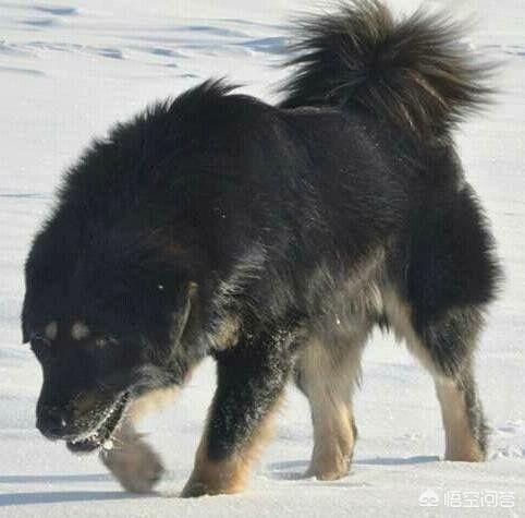 山南笨笨vs比特大全:海拔5000米，藏獒和比特单挑谁厉害？