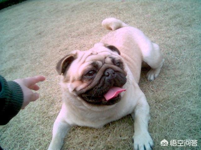 怎么挑选聪明听话的小狗:朋友想养狗，不掉毛、可爱聪明的狗有哪些推荐呢？ 如何挑选有胆量的小狗