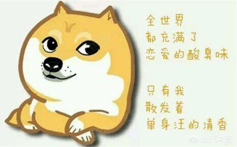 怎么挑选聪明听话的小狗:朋友想养狗，不掉毛、可爱聪明的狗有哪些推荐呢？ 如何挑选有胆量的小狗