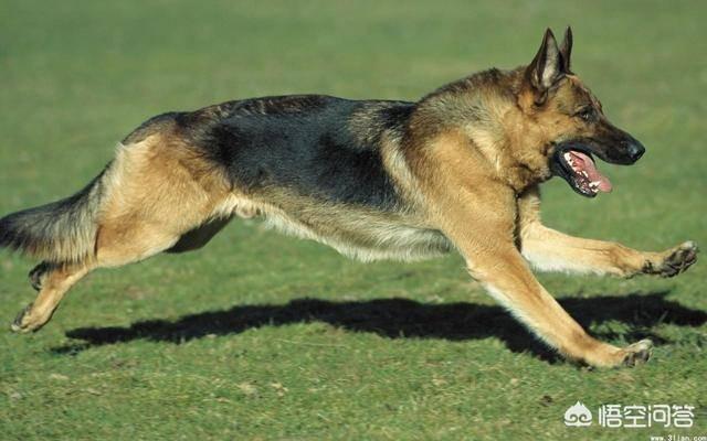 军犬训练:哪些品种的狗狗适合被训练成军犬？ 军犬训练教材