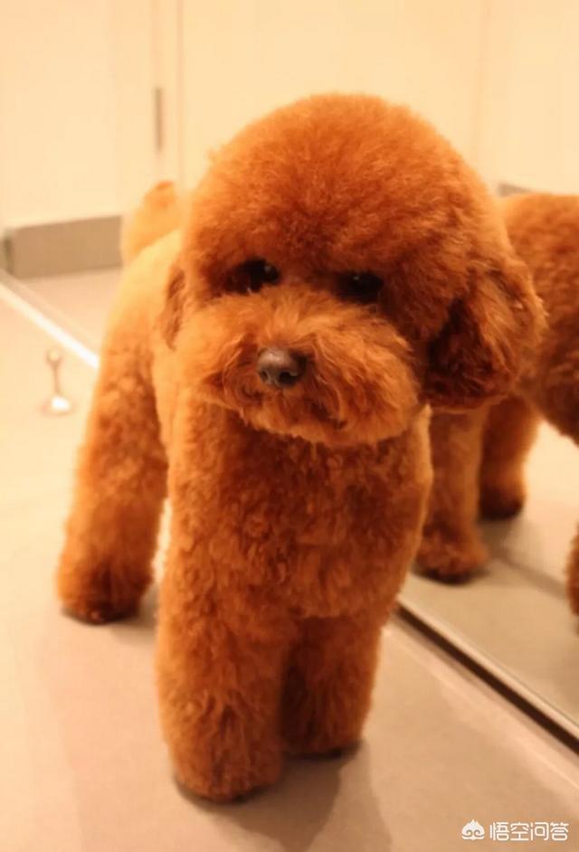 我做女犬的开心日子:狗狗很喜欢你的时候，都会做一些什么事情？