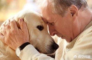 京巴狗的寿命是多少:寿命最长又活泼的狗狗是哪种？