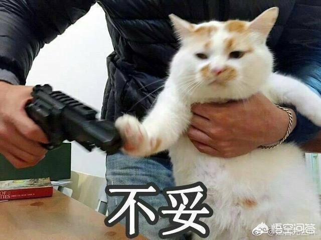 猫咪搞笑图:萌宠可爱搞笑的图片有哪些？ 猫咪搞笑图片