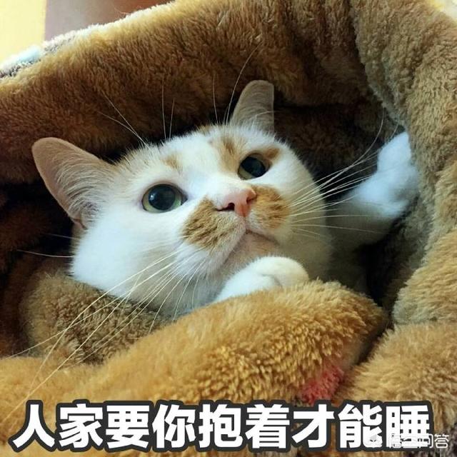 猫咪搞笑图:萌宠可爱搞笑的图片有哪些？ 猫咪搞笑图片