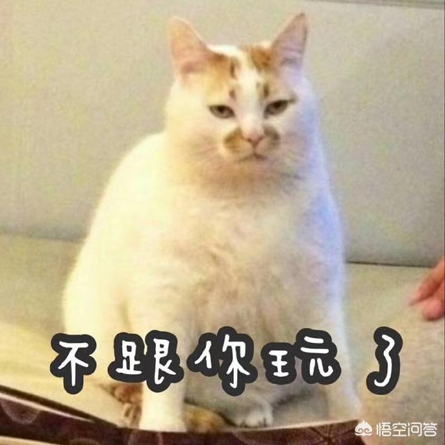 猫咪搞笑图:萌宠可爱搞笑的图片有哪些？ 猫咪搞笑图片
