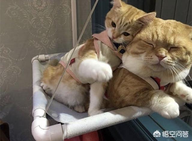 猫咪搞笑图:萌宠可爱搞笑的图片有哪些？ 猫咪搞笑图片