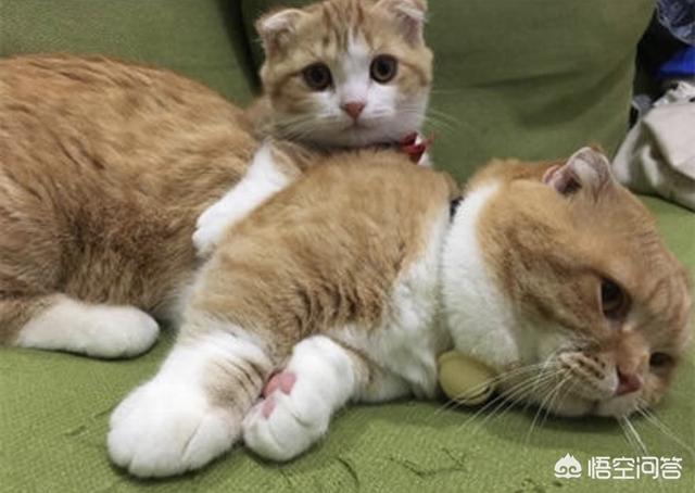 猫咪搞笑图:萌宠可爱搞笑的图片有哪些？ 猫咪搞笑图片