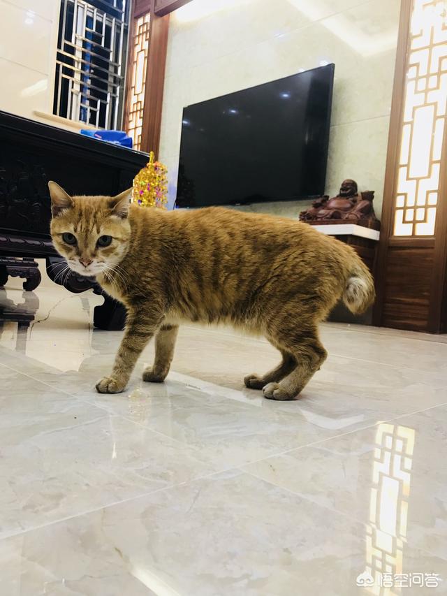猫咪搞笑图:萌宠可爱搞笑的图片有哪些？ 猫咪搞笑图片