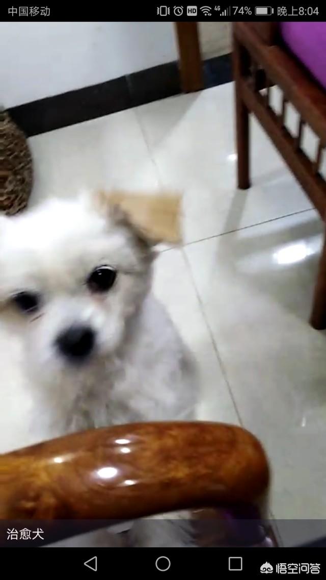 松狮犬视频:你养的第一只小动物是什么？