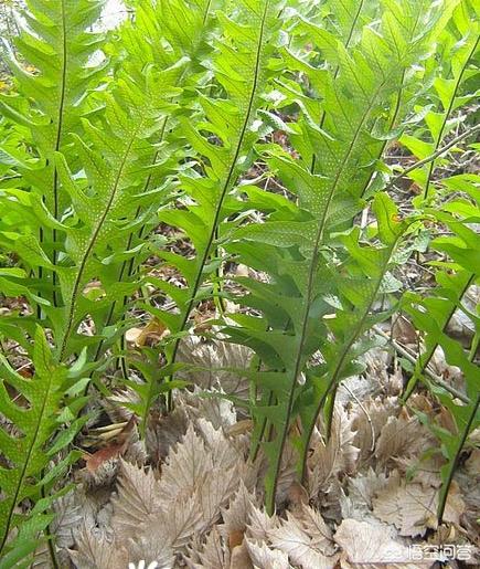 什么植物与香樟树的特点类似:这种附在樟树上的植物叫什么名字？