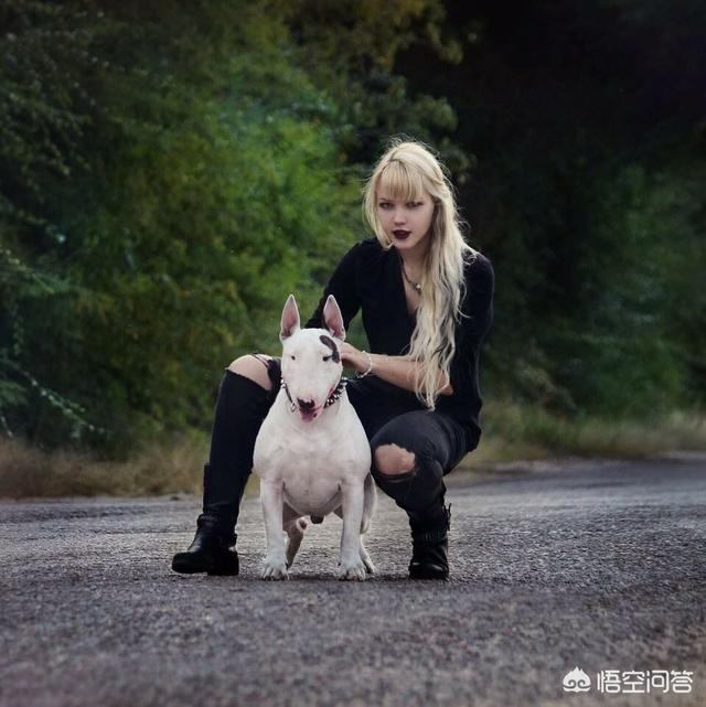 猛犬:我国战斗力排行前三的猛犬是哪些狗？为什么？