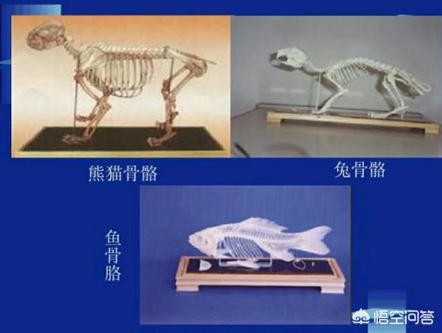 假如熊猫已经灭绝,人类找到熊猫化石,能够还原出现在萌萌的样子吗？