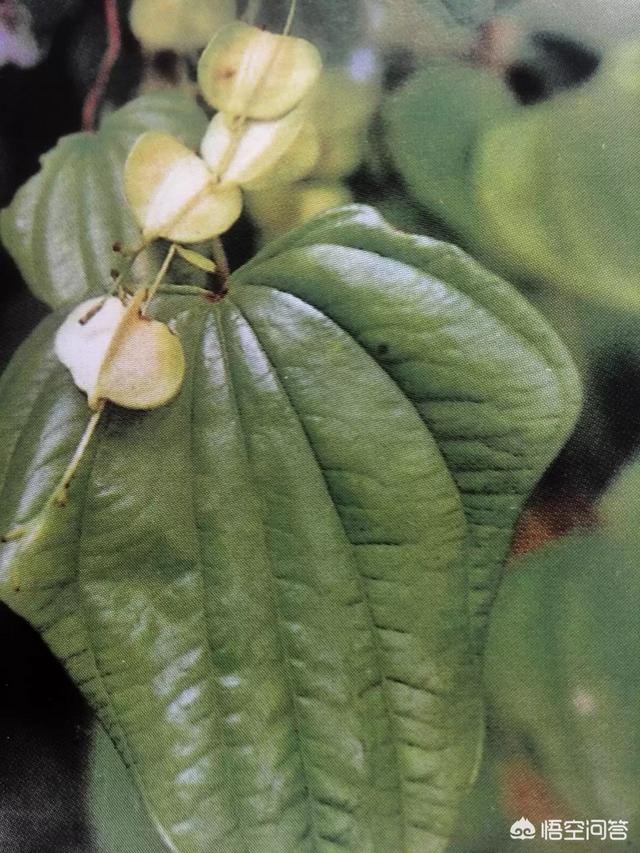 头条问答 - 广元人经常买回来吃的黄根子是什么植物?(14个回答)