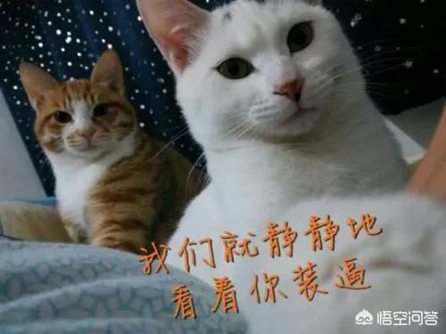 可爱的猫咪配文字:有哪些带文字的、可爱的小猫图片？