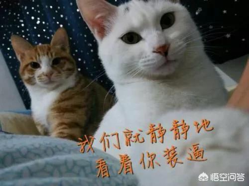 小花猫图片:有哪些带文字的、可爱的小猫图片？