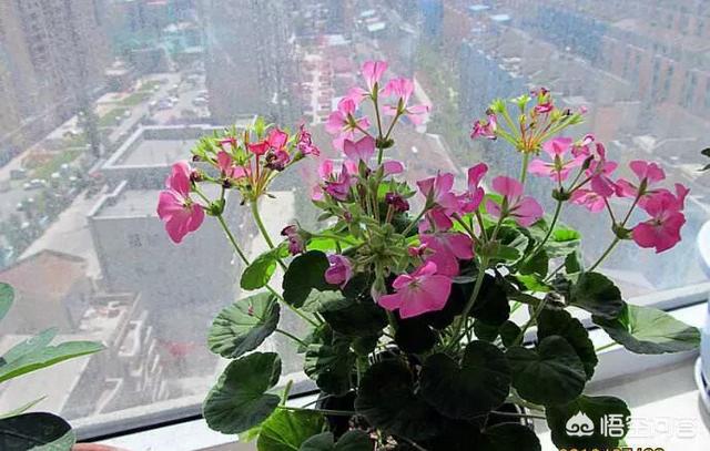 家里适舍养什么花？