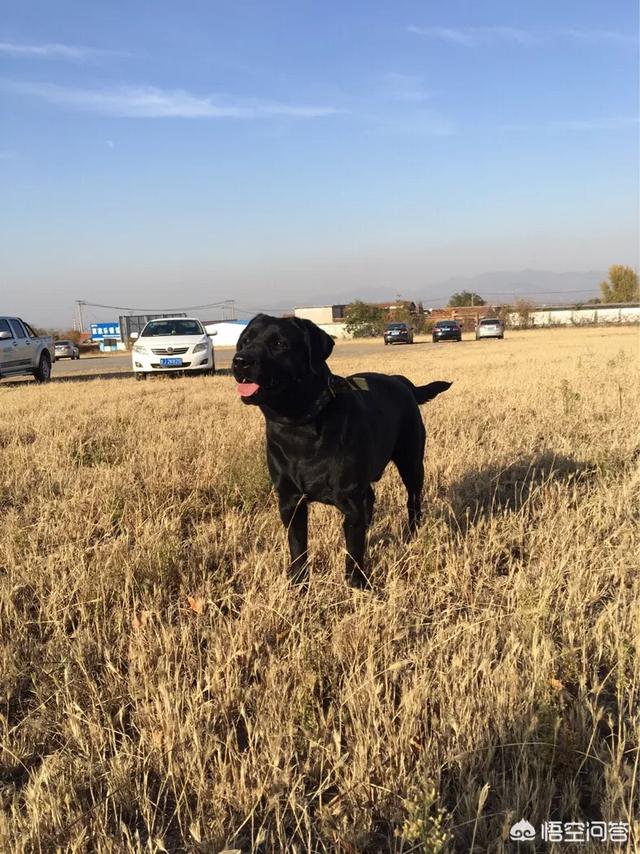 拉布拉多犬介绍及图片:拉布拉多犬从出生到老年期，该如何照顾？ 拉布拉多犬图片 幼犬