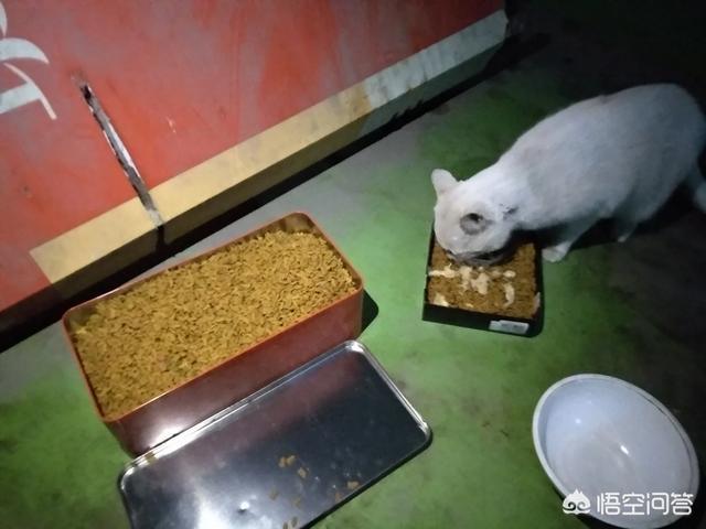 猫猫表情网的网址:为什么好几个发帖网上发的领养流浪猫的帖子都不回？