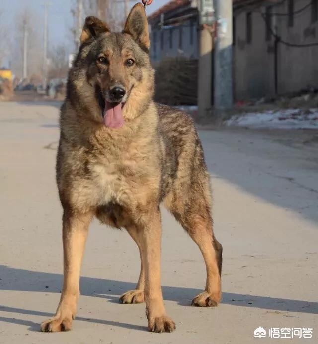 警察与防暴犬图片:在军警界，马犬会取代德牧吗？
