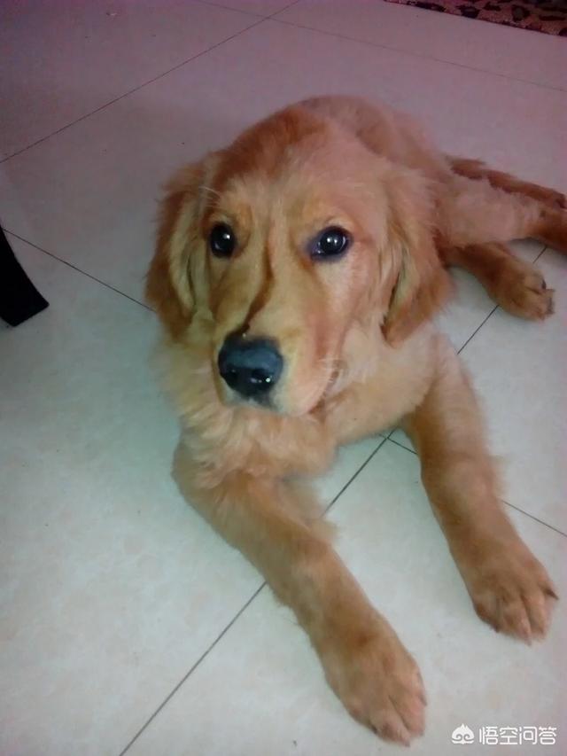 猛犬吧:猛犬吧百度贴吧 怎么训练狗狗才是正确的方法？