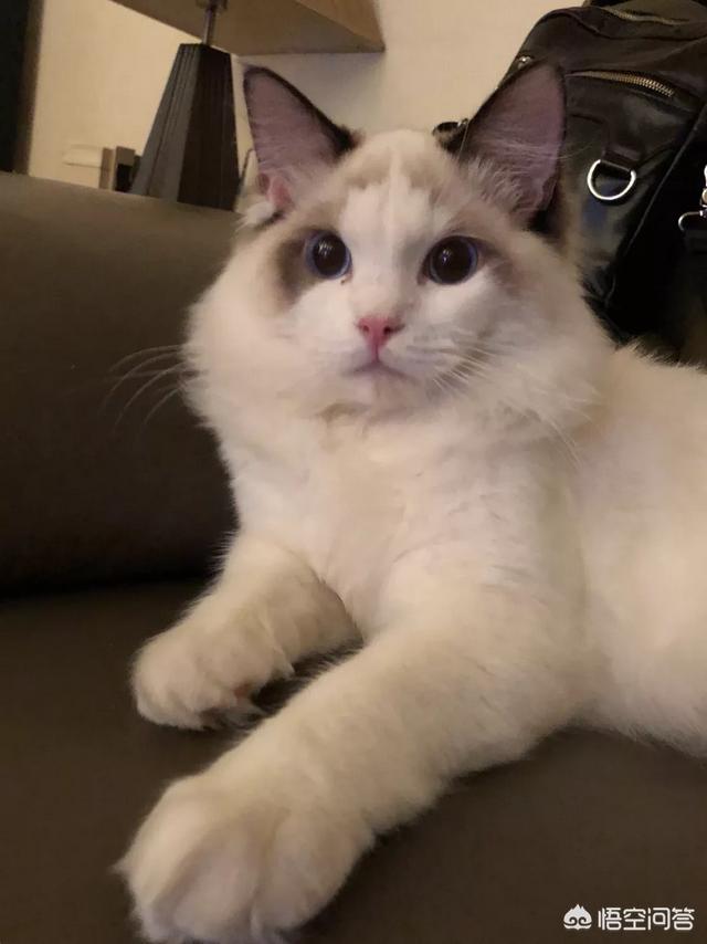 2300闲鱼上买一只布偶猫合理吗？