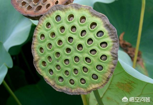 头条问答 荷花的根 茎 叶 花 果实各是什么样子的 7个回答