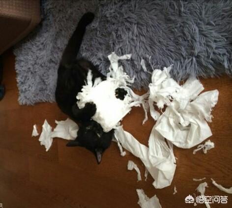 猫咪不乖合集:小猫突然开始乱撒尿？原来很乖的就最近开始！怎么办？