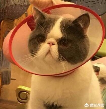 猫咪不乖合集:小猫突然开始乱撒尿？原来很乖的就最近开始！怎么办？