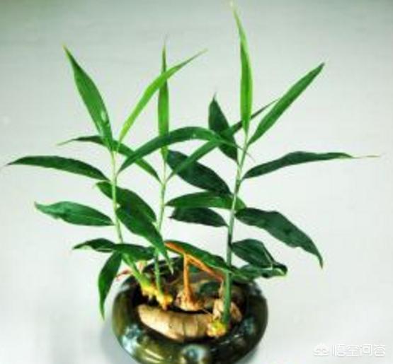 头条问答 生姜有如此功效 生姜的叶子有什么功效吗 2个回答