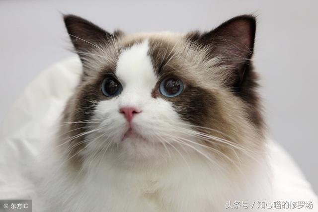 长沙布偶猫吧:布偶猫就要一直宅在家里吗？