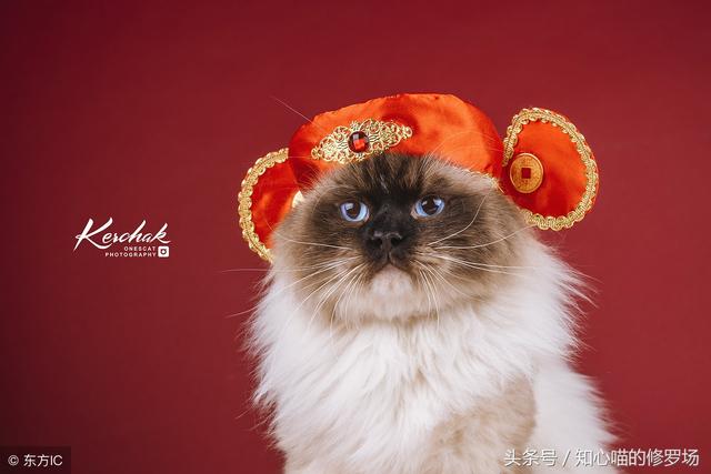 长沙布偶猫吧:布偶猫就要一直宅在家里吗？