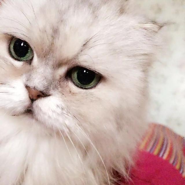 头条问答 你最心爱的宠物是什么 叫什么名字 奶油蘑菇猫的回答 0赞