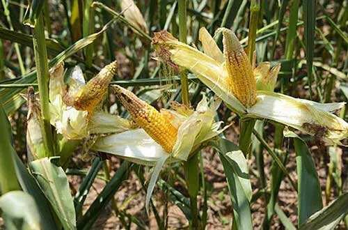 玉米缺磷是什么症状如果磷施用过多有危害吗