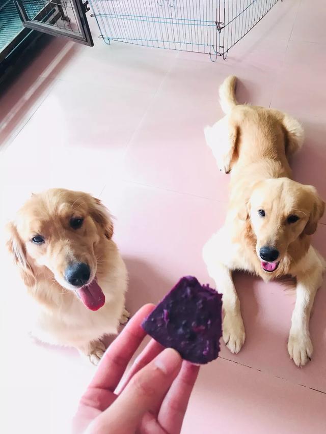 成年拉布拉多犬好养吗:拉布拉大概养多久才能听话？