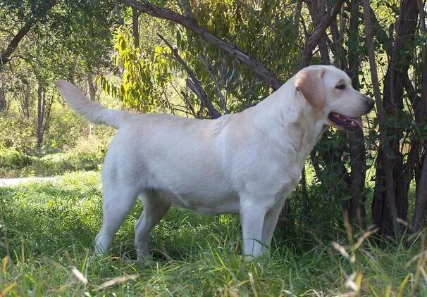 成年拉布拉多犬好养吗:拉布拉大概养多久才能听话？
