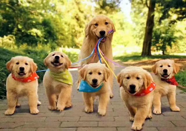 成年拉布拉多犬好养吗:拉布拉大概养多久才能听话？
