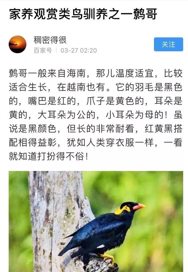 鹩哥图片:文章被百家号剽窃，怎么举报？