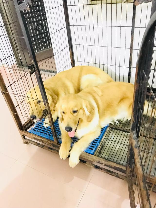 成年拉布拉多犬好养吗:拉布拉大概养多久才能听话？