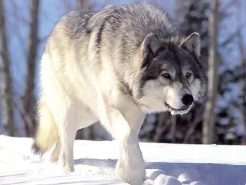 北美灰狼项圈:把两只哈士奇和一只凶残的北美大灰狼关在一个笼子里，会怎么样？