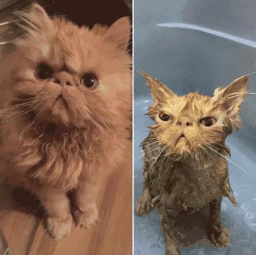 猫比特犬网易:家里养猫如何快速有效的清理猫毛？