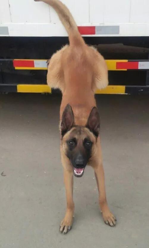 昆明犬图片:德国牧羊犬和昆明犬之间，存在着什么样的关系？为什么？