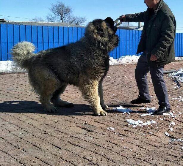 高加索山脉犬好养吗:高加索犬有哪些值得关注的优点？